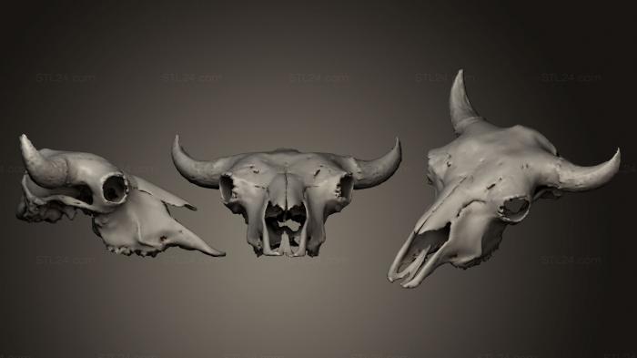 Маски и морды животных (Череп бизона, MSKJ_0149) 3D модель для ЧПУ станка